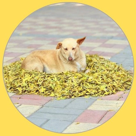 Sunshine, LSR, Lajpat Nagar