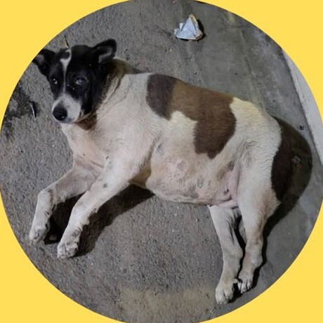 Kutta Singh, Rohini