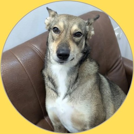 Muffin, Vasant Kunj