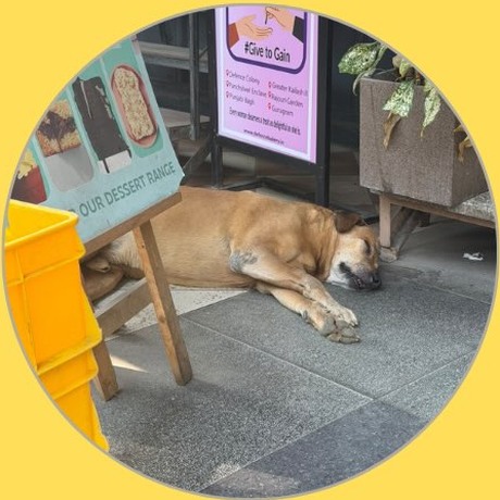Brownie, GK 2 M-Block Market