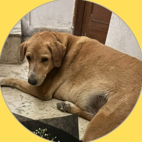 Chonky, North Campus