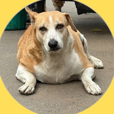 Chonkers, Kamla Nagar