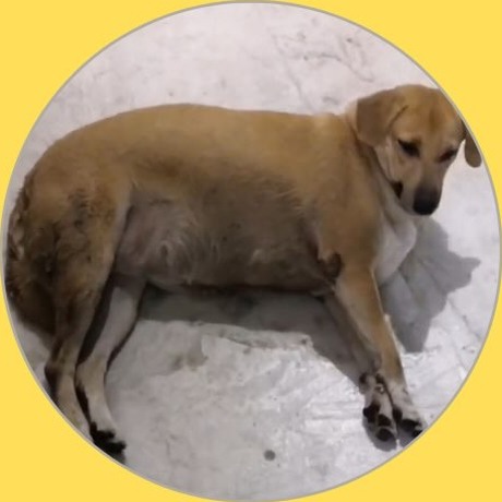 Lucy, Dwarka