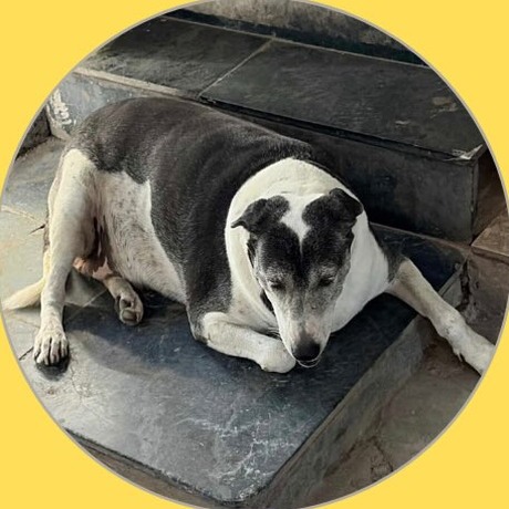 Fifi, Hauz Khas
