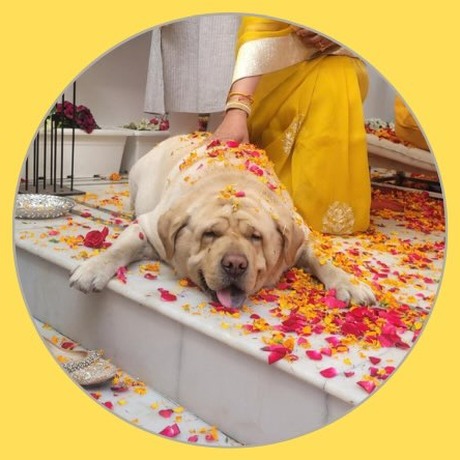 Chewbacca Raza Singh, Saini Nagar South
