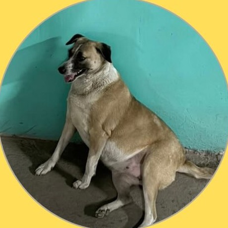 Ms Fett, Gurgaon