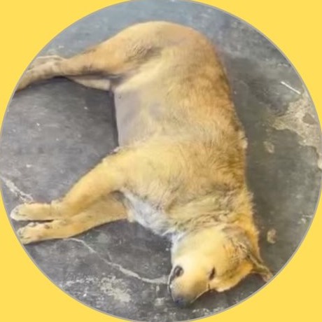 Mrs Pumphrey Ka Kutta, Pitampura