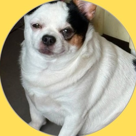 Peanut, Gurgaon