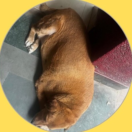 Rambabu aka Pink aka Chonky, Green Park