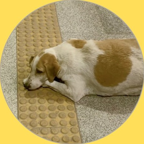 Bhond ki Barfi, Lajpat Nagar